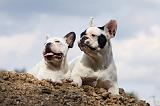 BOULEDOGUE FRANCAIS 665
